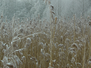 00056_Schilf am Doellnsee_Michael Schmude.jpg